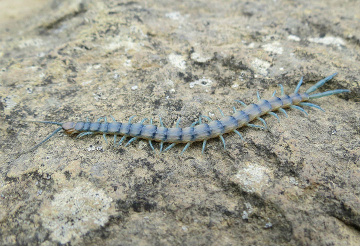 centipede